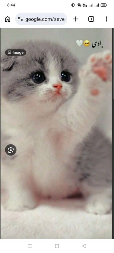 cat 