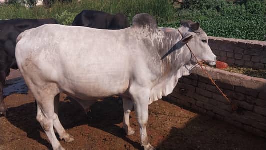 white bull