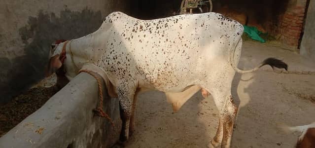 Cow/Ox for Sale