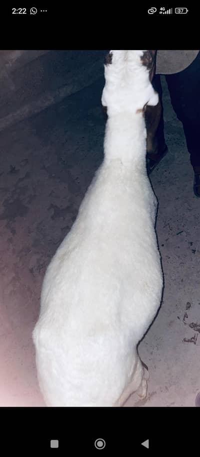 dasi sheep
