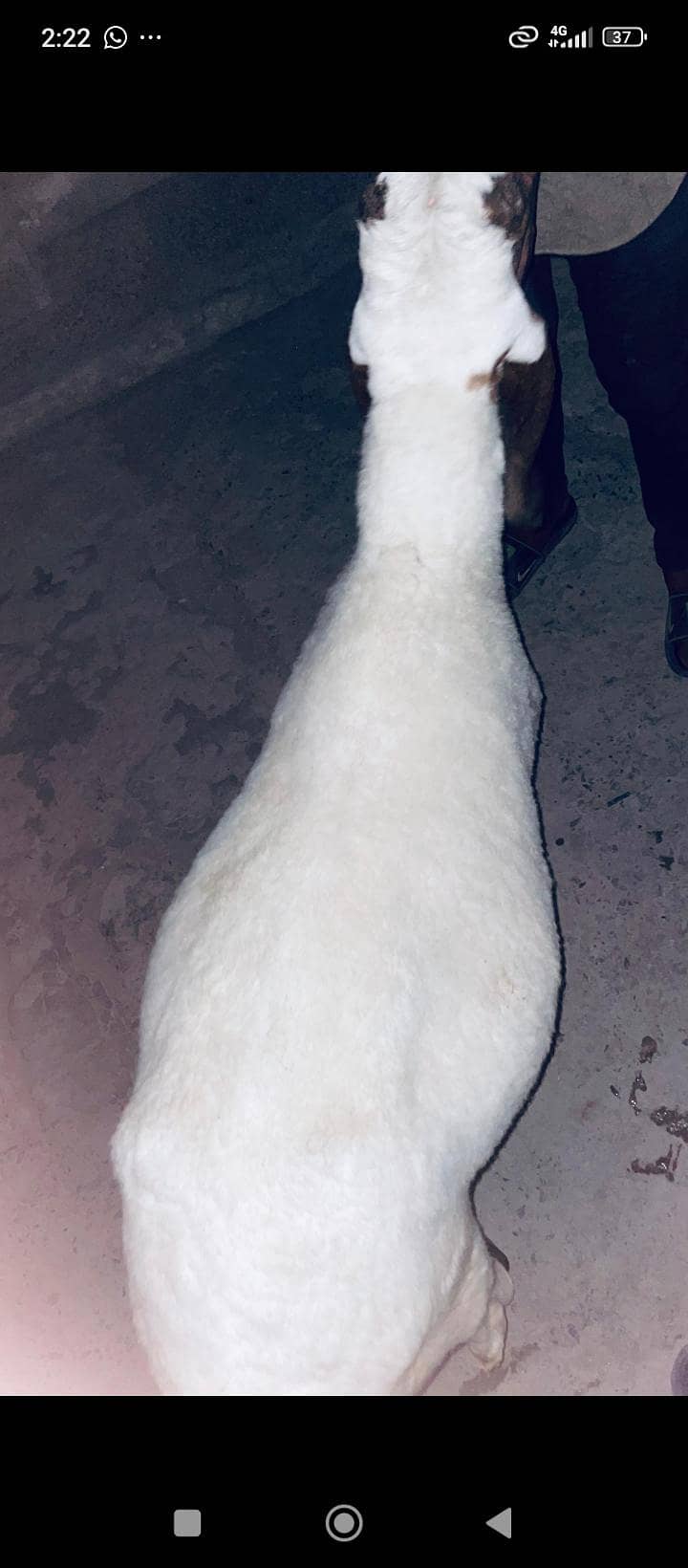 dasi sheep 0