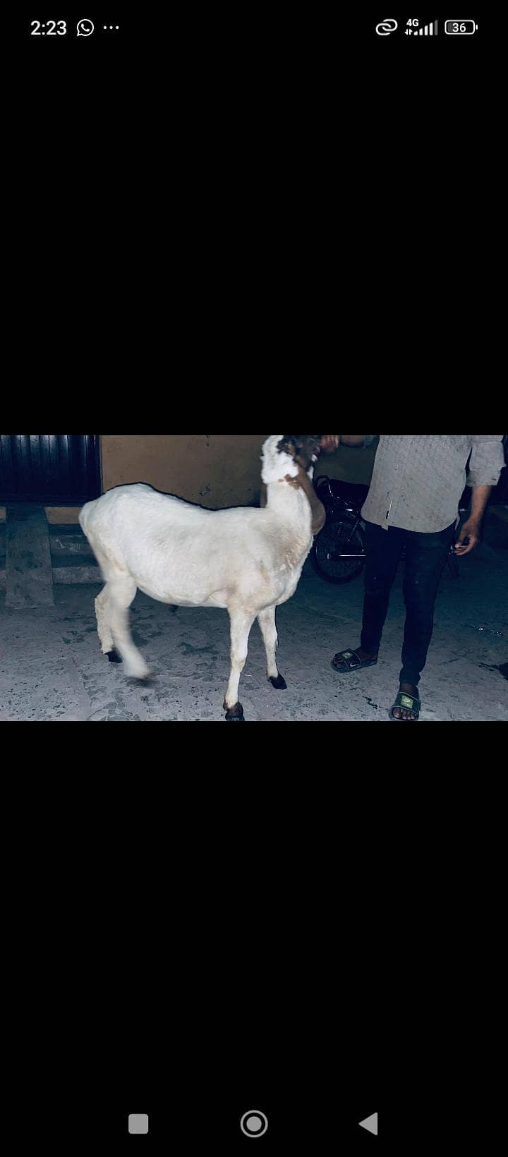 dasi sheep 1