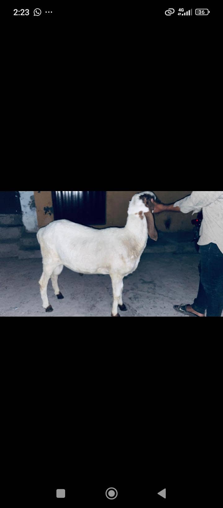 dasi sheep 2