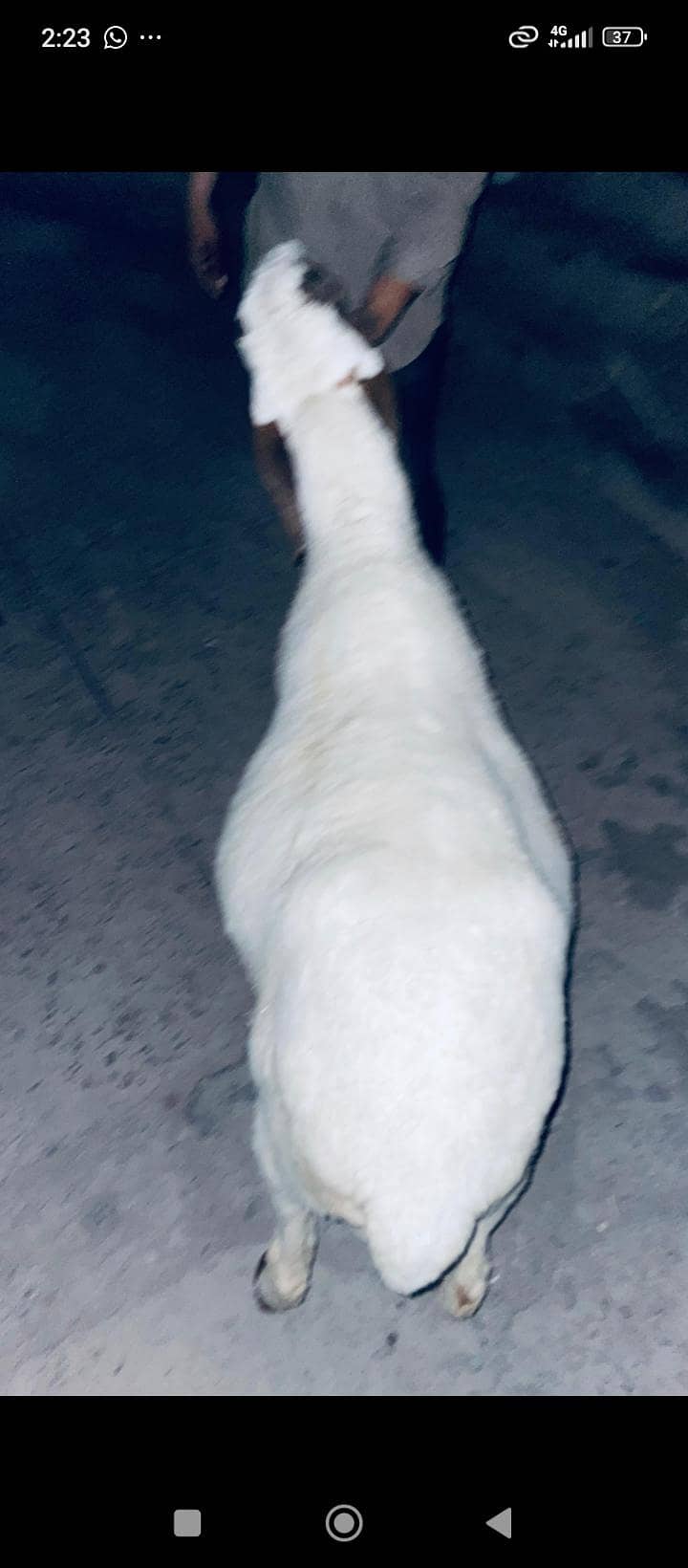 dasi sheep 3