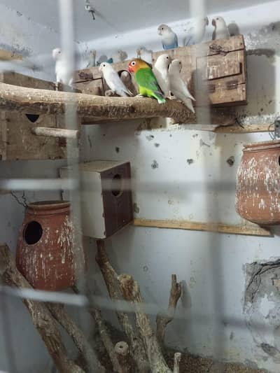 mix love birds healthy active