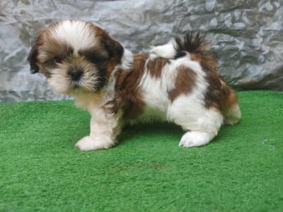 Shitzu Female Puppy