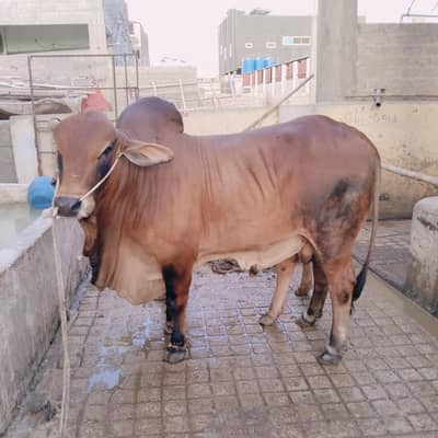 big sahiwaal bull