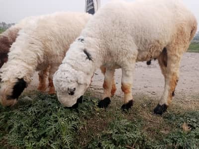 3 sheep's