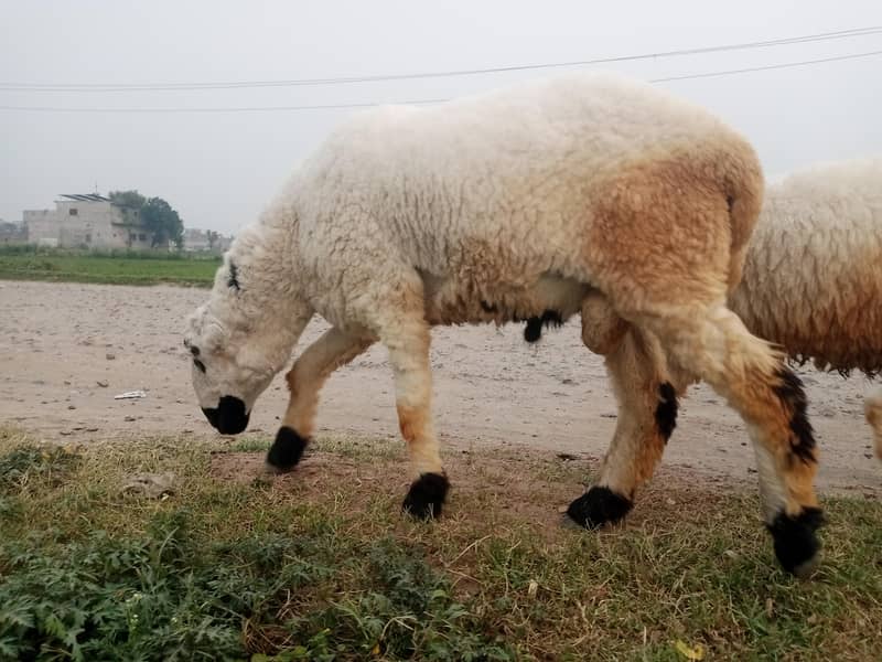 3 sheep's 1