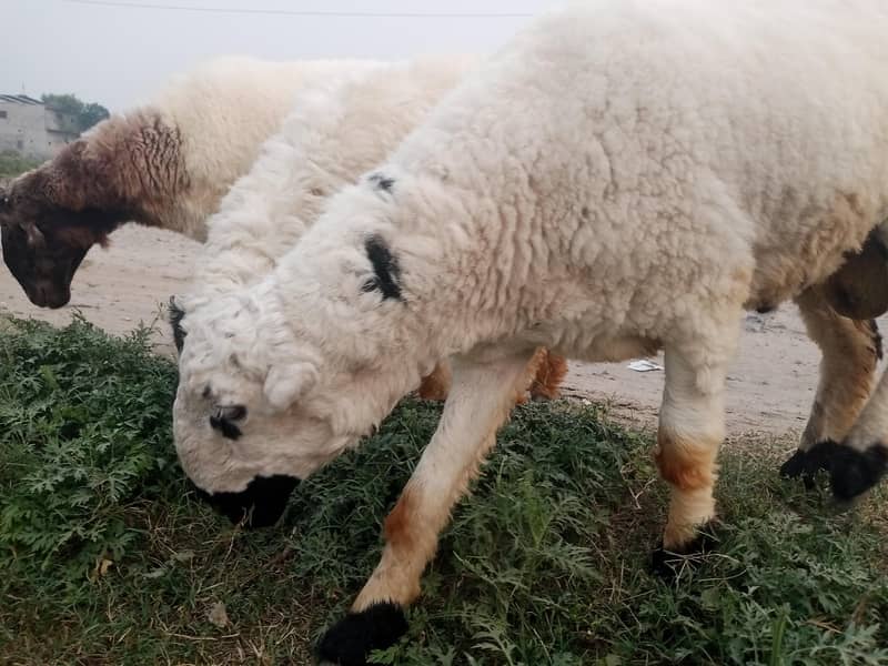 3 sheep's 2