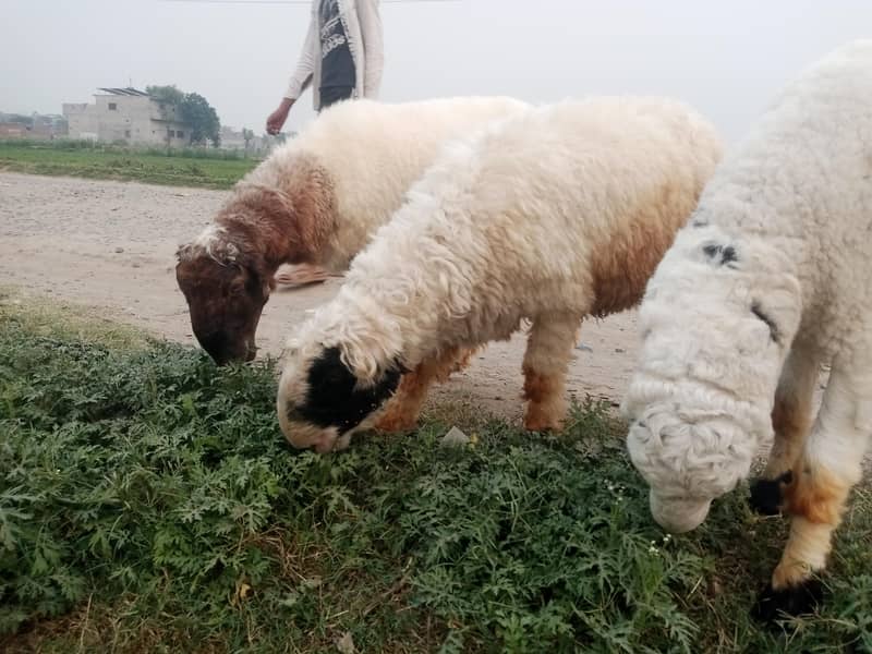 3 sheep's 3