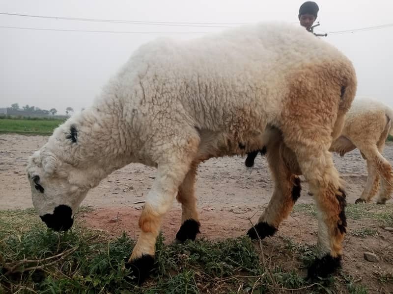 3 sheep's 4