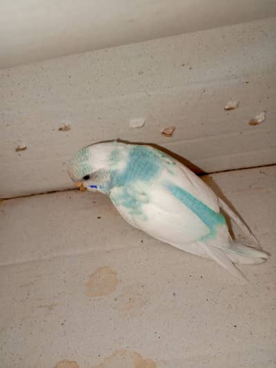 Female Budgie