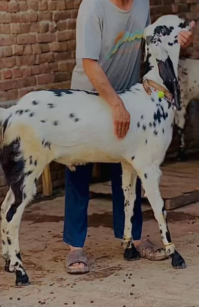 bakra 03041979402