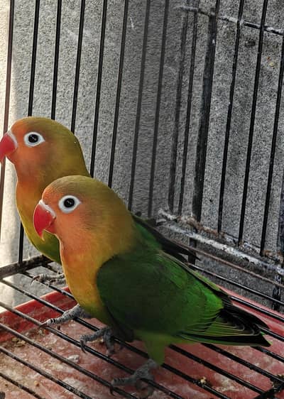 Lovebirds