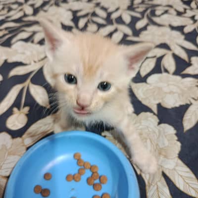 Persian baby cat || 1 month age ||