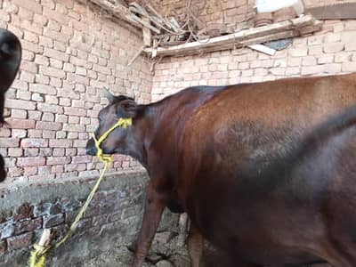 kurbani ke liya janwar, cow, bakra, wachi, eid