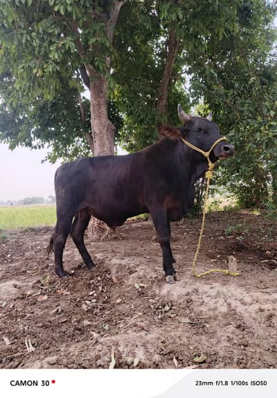 Bashra / Cow / Bulls / Qurbani Janwar