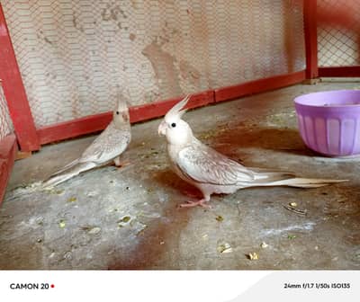 chiks Now self Food