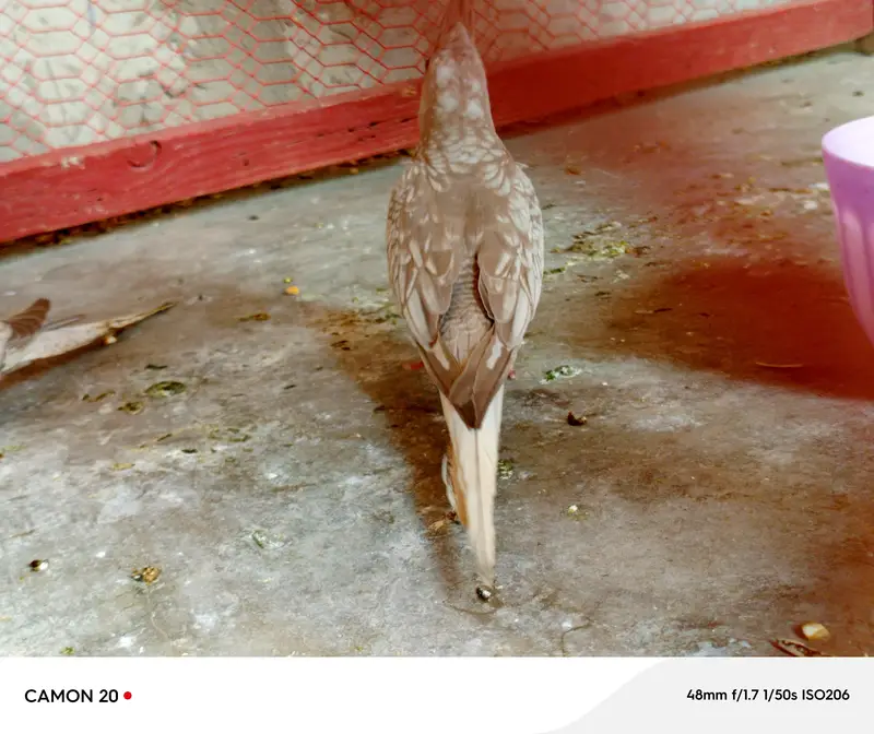 chiks Now self Food — photo 2