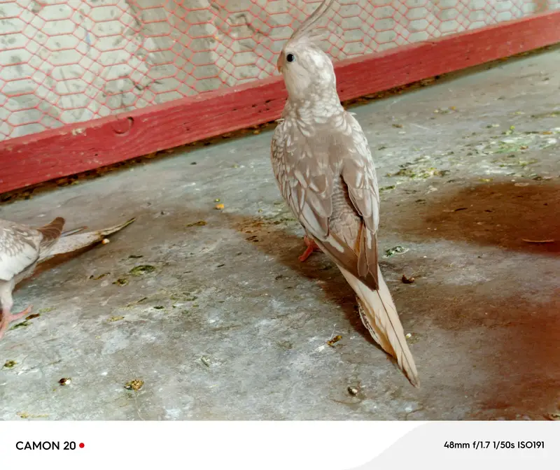 chiks Now self Food — photo 3