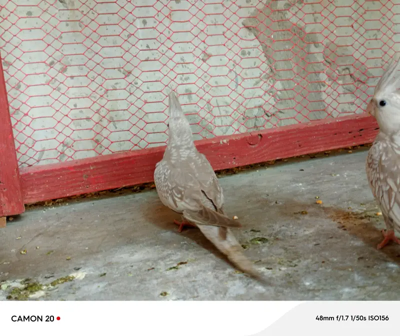 chiks Now self Food — photo 4