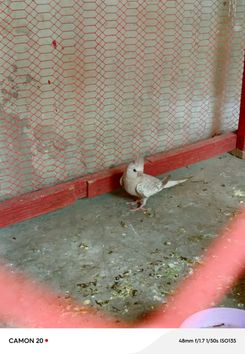 chiks Now self Food — photo 5