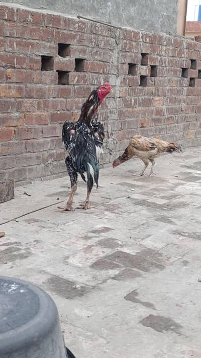 Aseel Shamo Pair quality