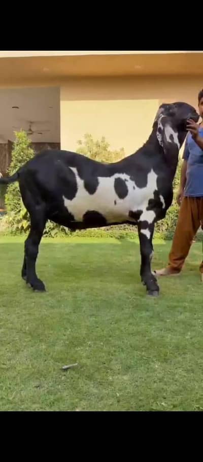 big bakra