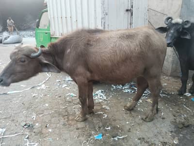 Gurbani katta for sale