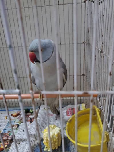 Gray ringneck