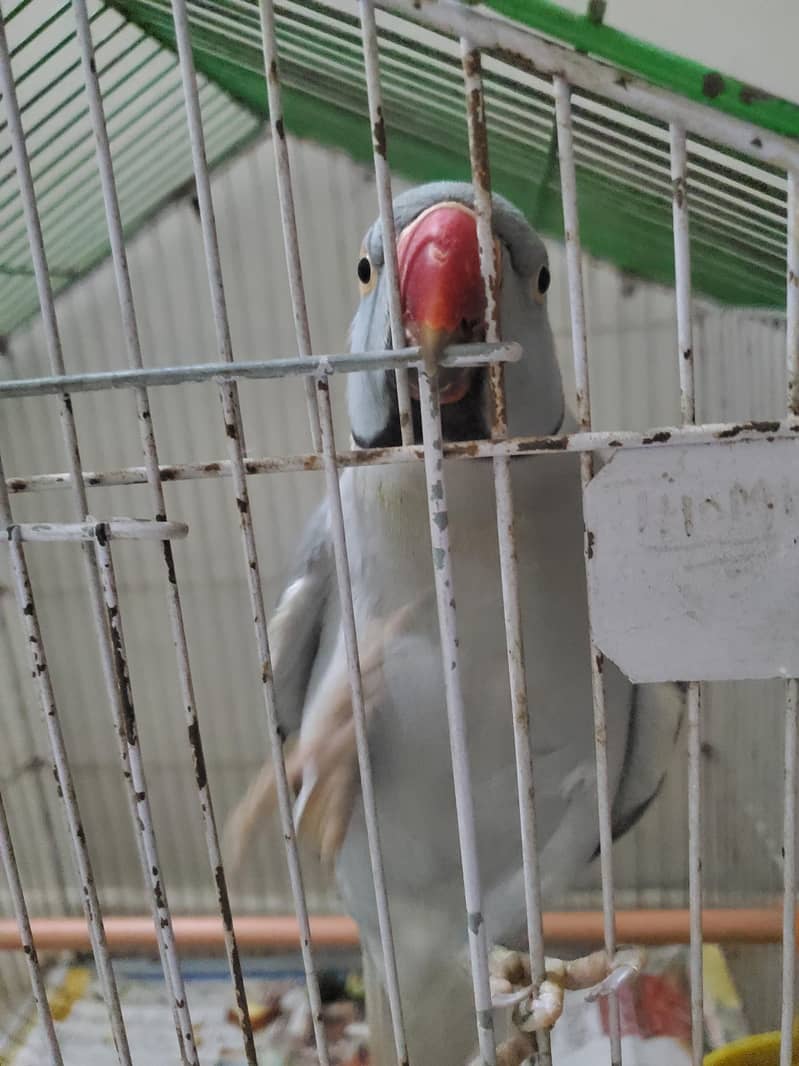Gray ringneck 1