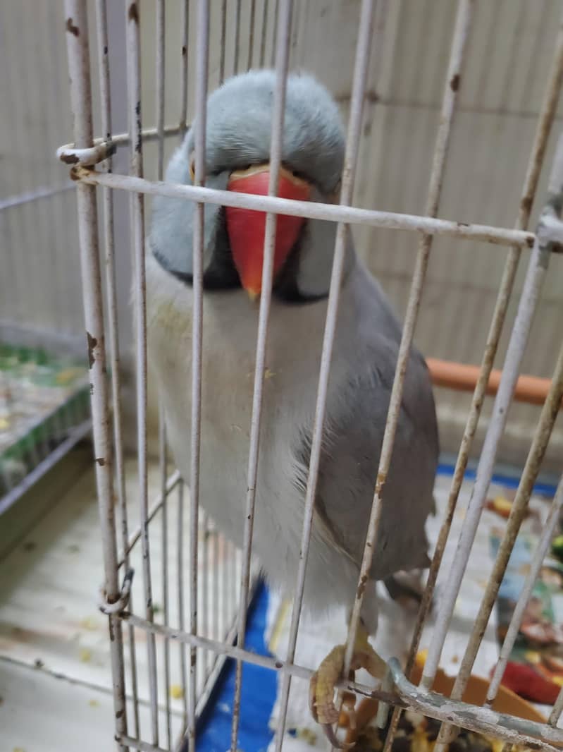 Gray ringneck 2