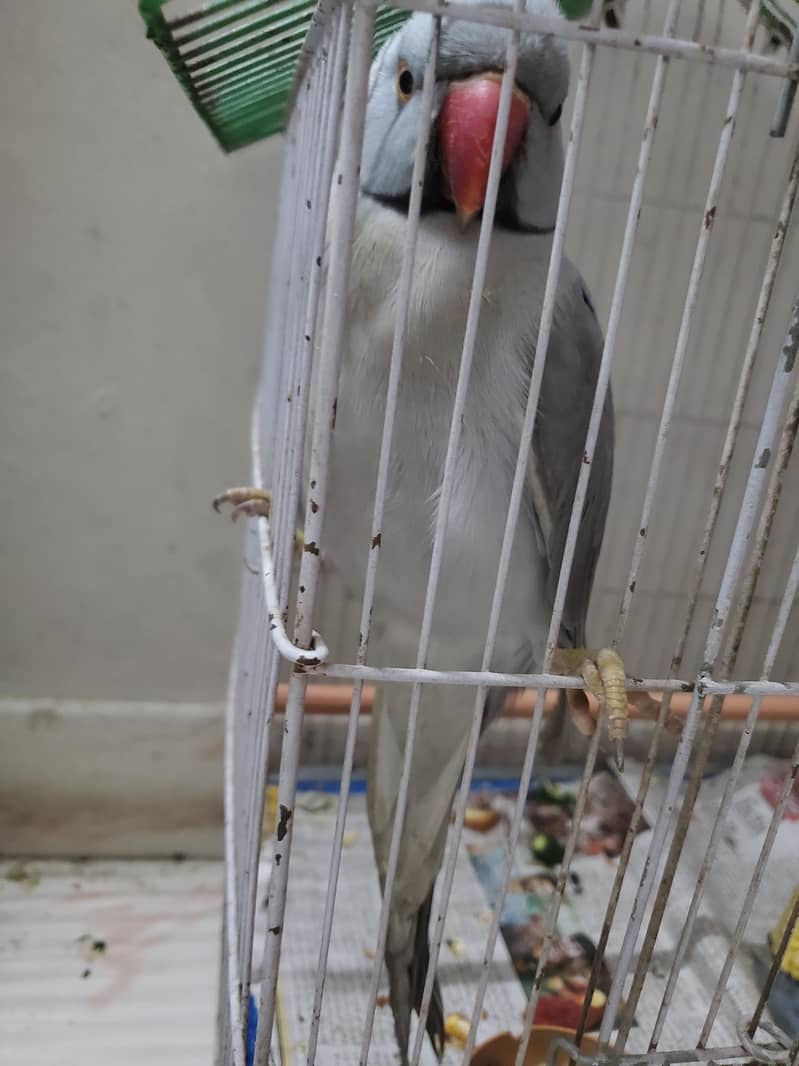 Gray ringneck 3