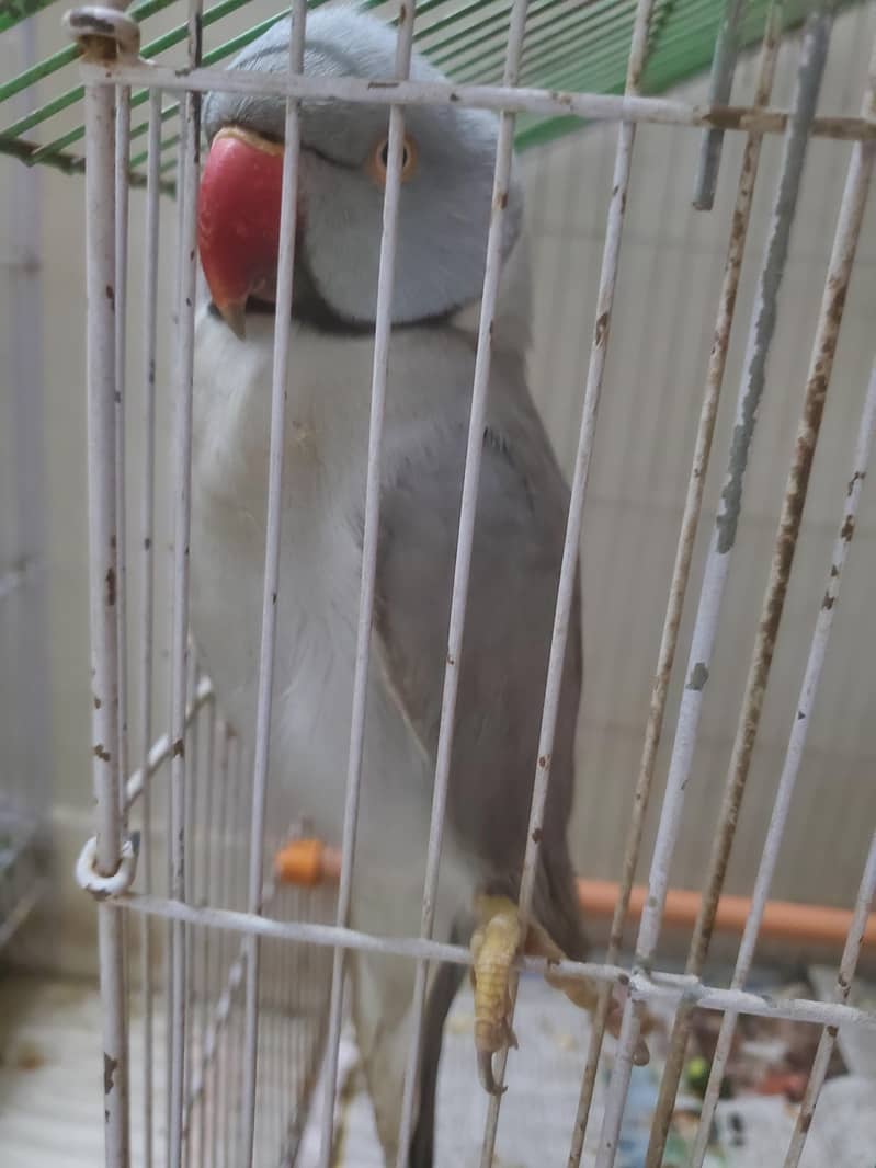 Gray ringneck 4