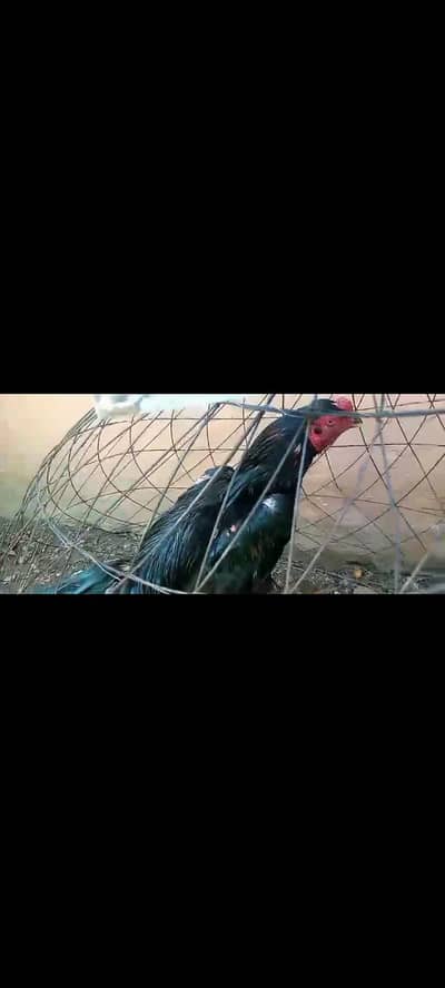 A. o. A Aseel murga GR ki breed 13month