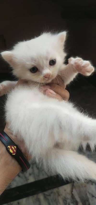 Parshian Cat