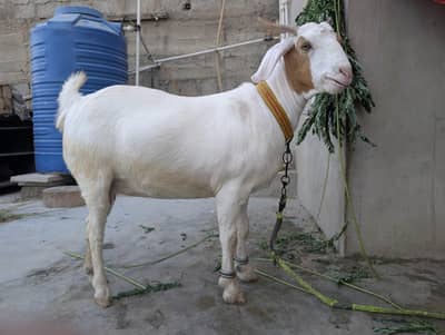 Khubsurat Bakrey or Bakri available for sale ghar ki palia