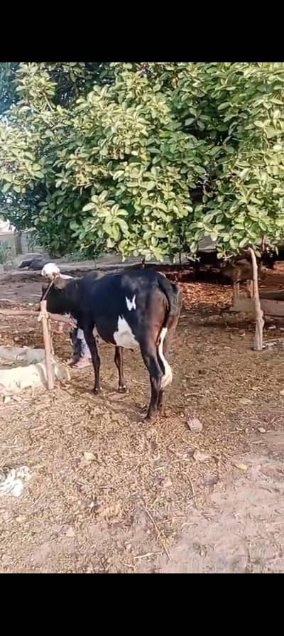 Bakra Eid bull