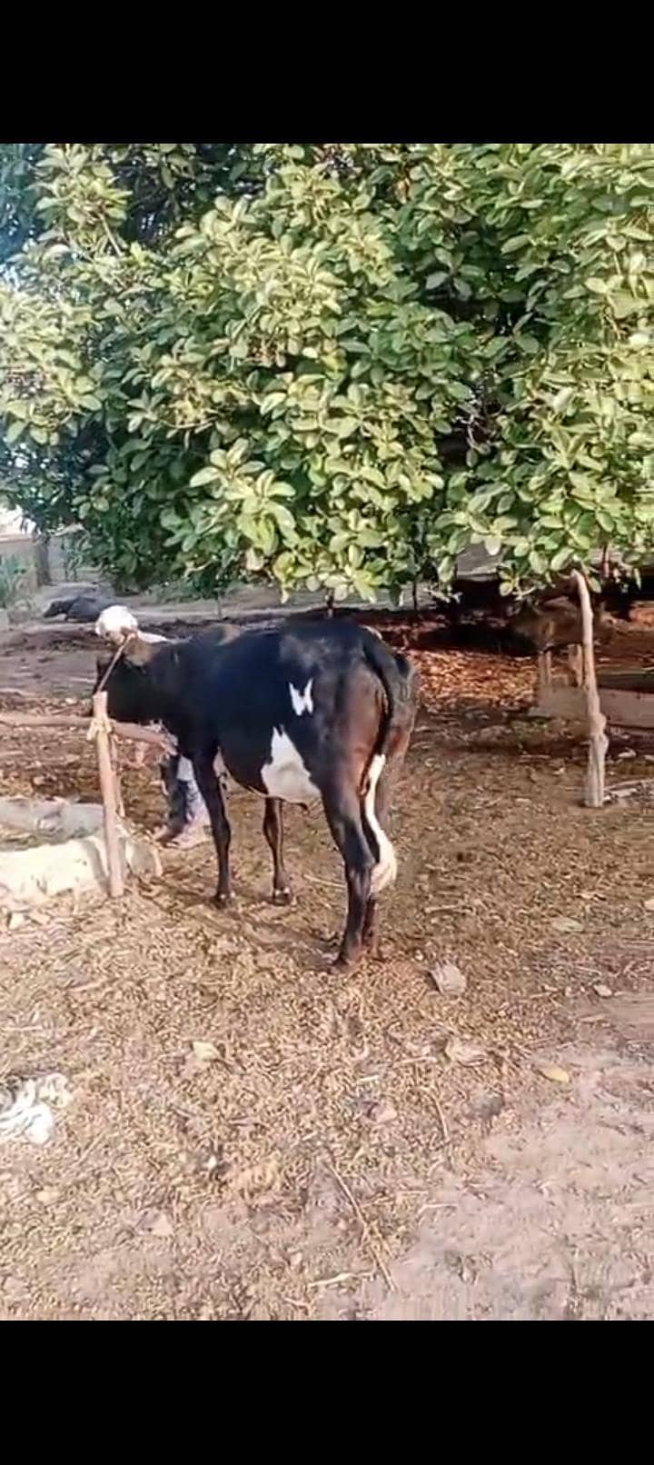 Bakra Eid bull 0