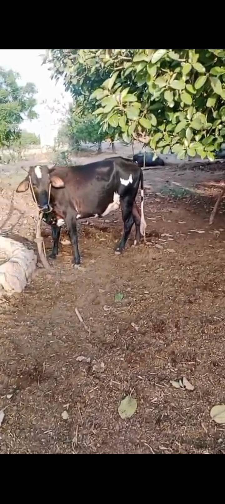 Bakra Eid bull 1