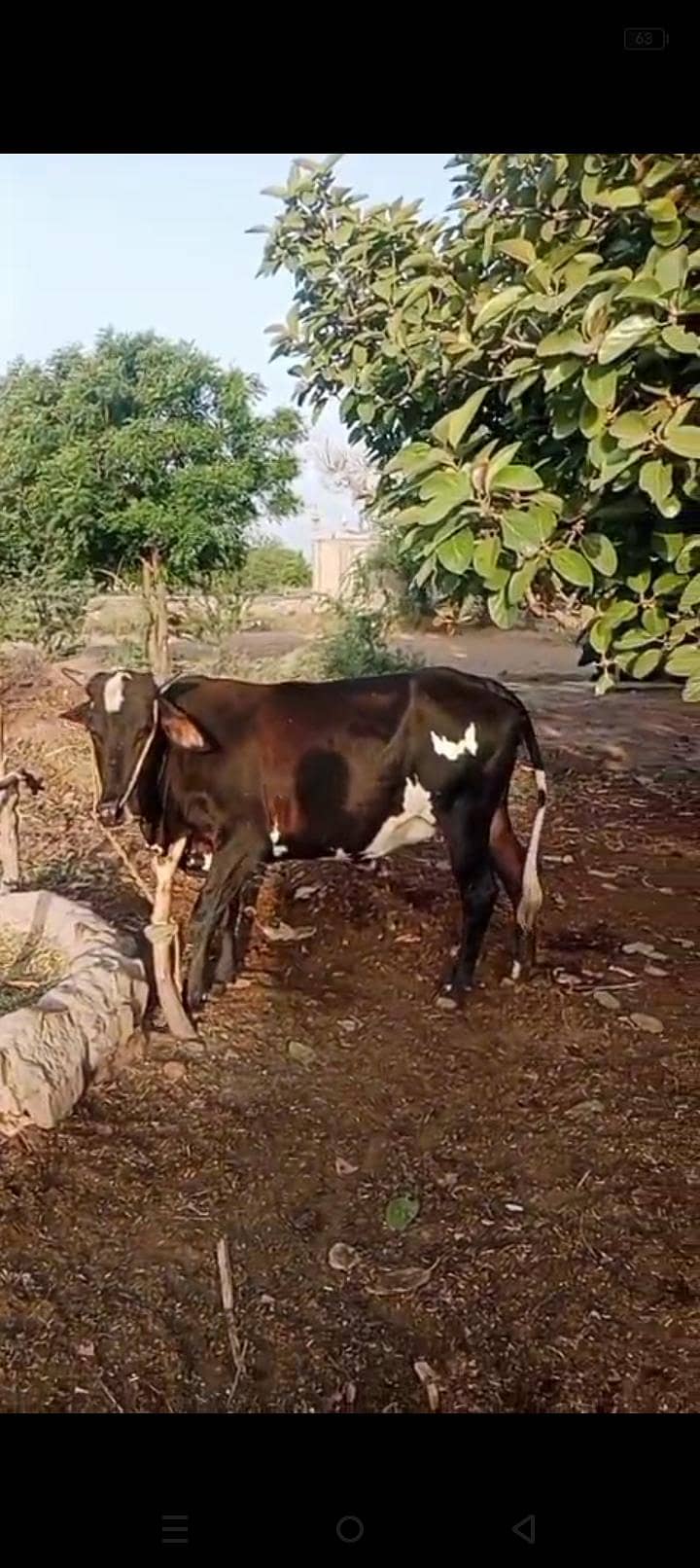 Bakra Eid bull 2