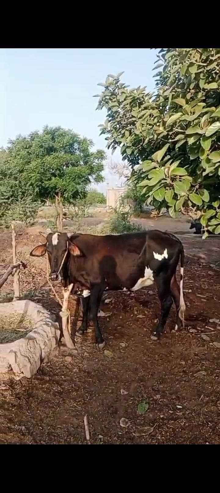 Bakra Eid bull 3