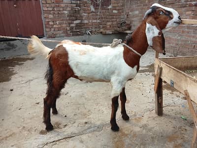 Bakra 14 mnth