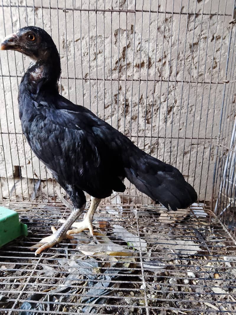 aseel chicks 3