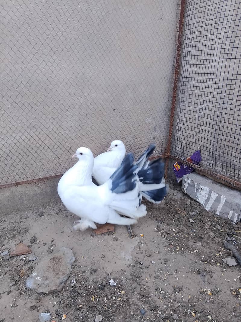 aseel chicks 4