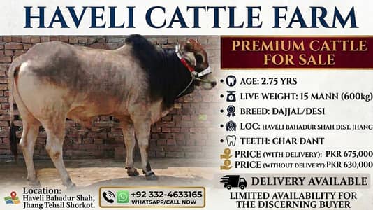 Premium Quality Dajal breed bull for Eid 2026 with delivery