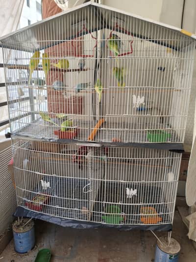 18 budgie with fancy cage. Breeding pairs.