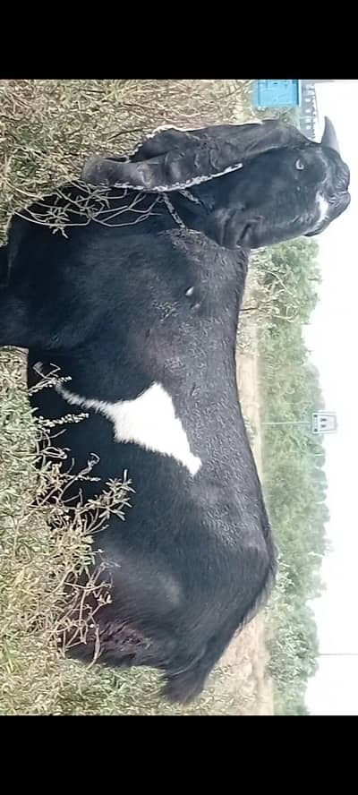 62kg Healthy Qurbani Bakra for Sale – Lahore