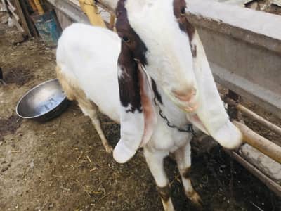 bakri for sale